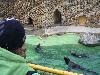 components/com_spgm/spgm/gal/turisti/zoo_lesna_08/_thb_img_1772.jpg