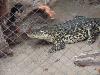 components/com_spgm/spgm/gal/turisti/zoo_lesna_08/_thb_p3061084.jpg