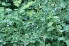 components/com_spgm/spgm/gal/vylety/3b_petrikov_08/_thb_p1070452.jpg