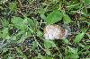 components/com_spgm/spgm/gal/vylety/3b_petrikov_08/_thb_p1070456.jpg